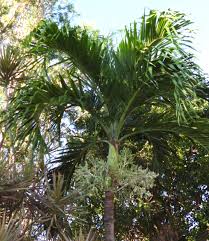 Image result for Adonidia