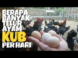 Budidaya ayam kub bertujuan untuk meningkatkan produksi telur ayam kampung agar. Terbukti Ayam Kub Bisa Bertelur Setiap Hari Youtube