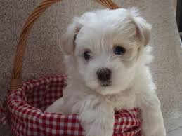 They need lots of positive reinforcements in. Maltese Shih Tzu Chihuahua Mix
