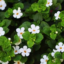 Image result for Bacopa monnieri
