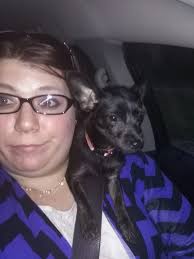 accident involving chihuahua and car at low speed