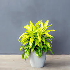 Image result for Dracaena fragrans