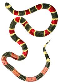 Micrurus Wikipedia Cet article est à compléter. micrurus wikipedia