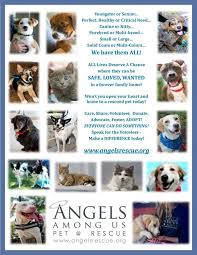 If Youve Ever Wanted To Help If Youve Ever Needed More If You Want A Life Changing Experience That Rewards Both You And The Ani Canine Breeds Forever Family