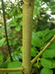Image result for Vangueria madagascariensis