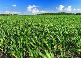 Monoculture Crops Learn About The Effects Of Monocropping