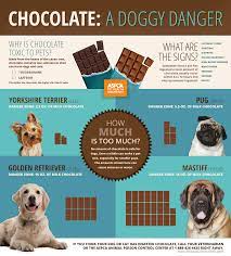 If your dog eats chocolate in lower doses, digestive upset such as vomiting and diarrhea may occur. Paw Prints The Pet Parent Resource Get Tips And More Dog Ate Chocolate Pet Poison Dog Insurance
