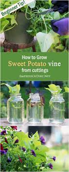 Easy Method For Growing Sweet Potato Vine Growing Sweet Potatoes Potato Vines Sweet Potato Vine