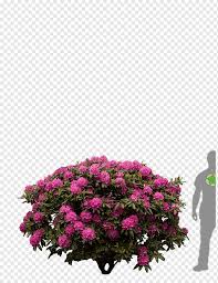 Jul 18, 2021 · 4.5 in. Pink Flowers And Green Leaves Illustration Rhododendron Shrub Flower Azalea Tree Bonsai Flower Arranging Annual Plant Magenta Png Pngwing