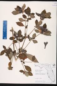 Image result for Barleria superata