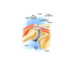 Grátis: Ortopedia Ombro - Material Claro e Objetivo em PDF para Estudo  Rápido