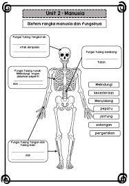 Kita seperti seekor cacing besar yang selalu merangkak dipermukaan tanah untuk mendekati rangsang. Fungsi Sistem Rangka Worksheet