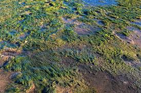 Image result for Zosteraceae