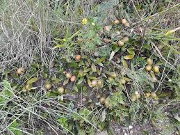 Image result for Pygmaeothamnus zeyheri