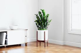 Image result for Ormocarpum zambesianum