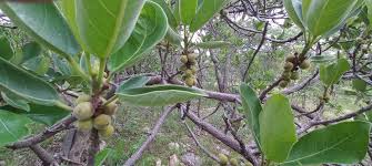 Image result for Ficus stuhlmannii