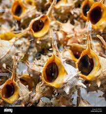 Image result for Micractis bojeri