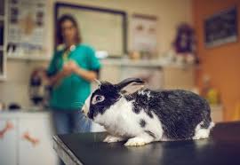 Common Diseases Rabbits Are Prone To Getting