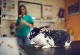 common diseases rabbits are prone to getting