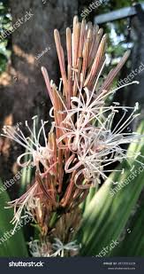 Image result for Dracaena aubryana