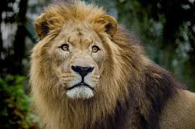 Image Gratuite Sur Pixabay Lion Gueule De Bois Big Cat Images De Lion Fauves Animales