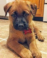 Saban The Mixed Breed Puppy Breed German Shepherd Dog Labrador Retriever Mixed Breed Dogs Dog Breeds Puppies