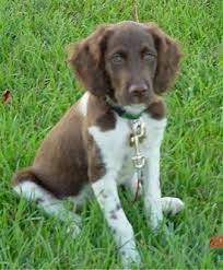 Owen The Brittany Spaniel Puppy Sitting In Grass Brittany Dog Brittany Spaniel Dogs Dog Breeds Pictures