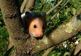 Compress jpeg images and photos for displaying on web pages, sharing on social networks or sending by email. File Hamster In A Tree 184178955 Jpeg Wikimedia Commons