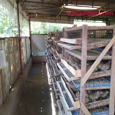 Kandang burung puyuh dari bambu. Pengaturan Sirkulasi Udara Dalam Kandang Puyuh Dunia Unggas