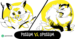 The opossum lives in north america, while the possum lives in australia and the indonesian islands of new guinea and sulawesi. Opossum Vs Possum Is It The Same Animal Grammarly
