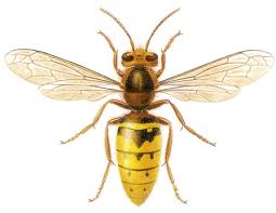 Know Your Hornets The Wildlife Trusts