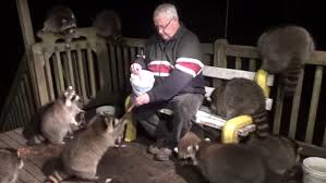 We did not find results for: Man Gets Mobbed By Raccoons While Feeding Them Hot Dogs Nerdist