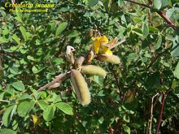 Image result for Crotalaria incompta