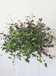 It is normal and healthy for plants to go dormant. These 6 Perfect Hanging Plants Are Also Pretty Easy To Care For Artificial Plants Indoor Hanging Plants Outdoor Artificial Plants Outdoor