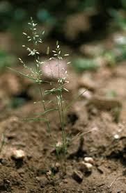 Image result for Eragrostis congesta