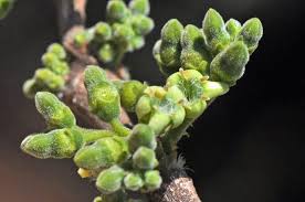 Image result for Vangueria sp.