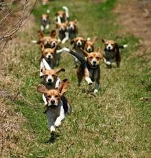 Free standard shipping with $35 orders. Luv My Dogs
