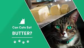 As a cat grows older and begins eating more solid food the lactase enzyme will be produced in considerably smaller amounts which is why your cat will likely have adverse reactions to consuming dairy products including cheese, ice cream, butter, cream, whipped cream. Can Cats Eat Butter What You Need To Know Excitedcats