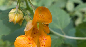 Image result for Impatiens zombensis