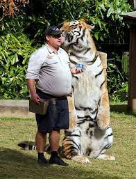 The Tiger Panthera Tigris Is The Largest Cat Species Reaching A Total Body Length Of Up To 3 3 M 11 Ft And Weighing Up To Animals Animals Wild Cat Stands
