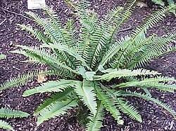 Image result for Polystichum sinense