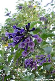 This is a very beautiful plant that happens to be easy to grow. How To Care For And Prune An Iochroma Cyanea Joy Us Garden