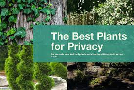 This tree is a slightly smaller variant of the popular green giant thuja and is perfect for small yards. The Best Plants For Backyard Privacy Yard And Garage