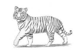 Draw an inverted triangle with two lines at both sides for the nose. How To Draw A Tiger Easy With A Pencil For Beginners Step By Step Tiger Drawing Tiger Art Drawing Tiger Illustration
