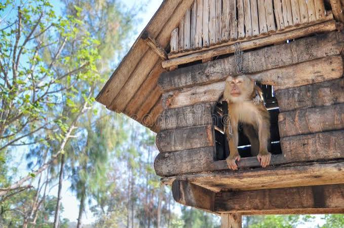 Monkey on a Wooden House with Nature Background Stock Photo - Image of  trees, monkey: 66472158