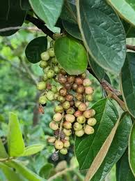 Image result for Antidesma venosum