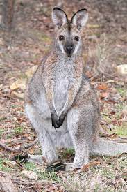 Researchers recognize at least 45 different species of these animals, though not all species go by the name wallaby. Macropodidae Wikipedia