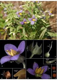 Image result for Exacum