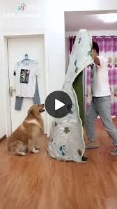 Funny Game With Smart Dog Lol Smart Dog Funny Animal Videos Funny Dogs