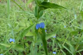 Image result for Commelina nigritana